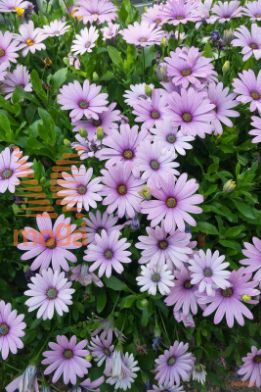 osteospermum