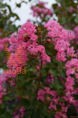 indijska lagerstremija "Petite Pink"
