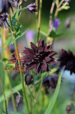 navadna orlica "Black Barlow"