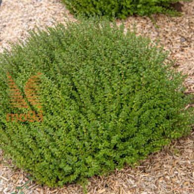 mirtolistno kosteničevje "Tidy Tips"