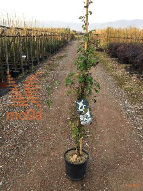 gorski srobot "Wilsonii"