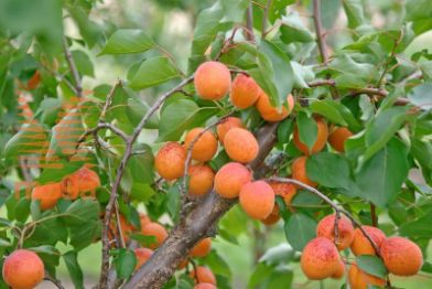 marelica "Orange Red"