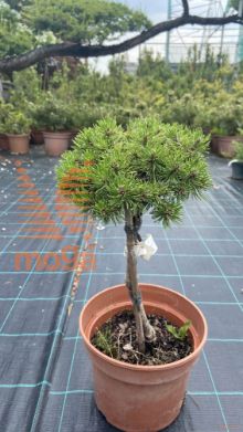 Pinus mugo "Paradekissen" |Mini stem|FI:15-20|C5