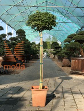Acer palmatum "Little Princess" |Half standard|C15