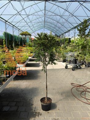 Cotoneaster congestus |3/4 stem|C10