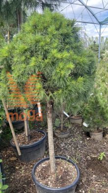 Pinus sylvestris "Moseri" |16/18|Half standard|FI:80-100|C