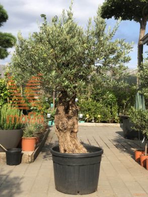 Olea europaea "Lessini" |150-200|85/90|Half standard|C150