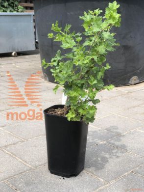 kosmulja "White Smith"