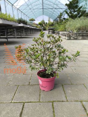 rododendron "Bloombux Magenta"