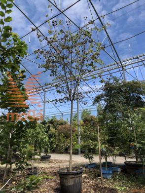 Cercidiphyllum japonicum "Glowball" |Half standard|C20