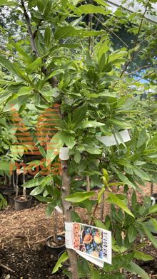 mandljevec "Ferragnes"