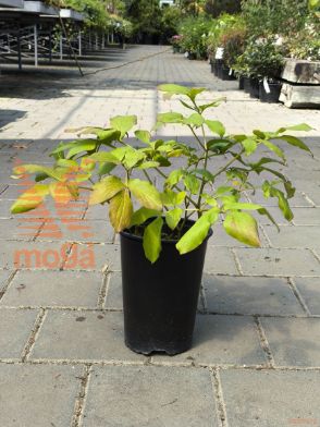 potonika "Lemon Chiffon"