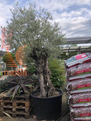 Olea europaea "Lessini" |200-250|100/105|Half standard|C285