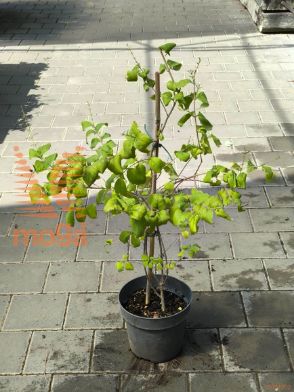bela forzicija "Roseum"