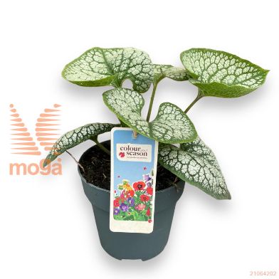 http://twentheplant.nl/tsd/500422_BRMSEHEA_8P15_2.jpg