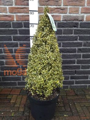 http://twentheplant.nl/tsd/89843_BUSELEGA_vp5060p26_2.jpg
