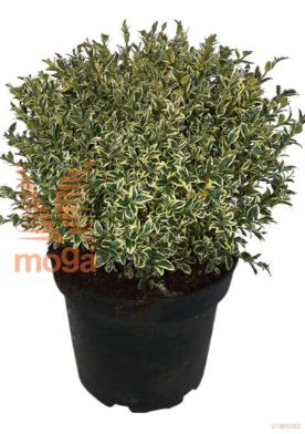 http://twentheplant.nl/tsd/89843_BUSELEGA_vbl25p23_1.jpg