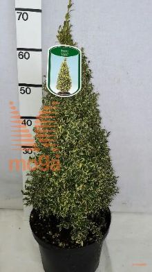 http://twentheplant.nl/tsd/89843_BUSELEGA_VP4050P23_1.jpg