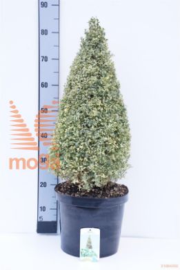 http://twentheplant.nl/tsd/89843_BUSELEGA_VP6070C10_1.jpg