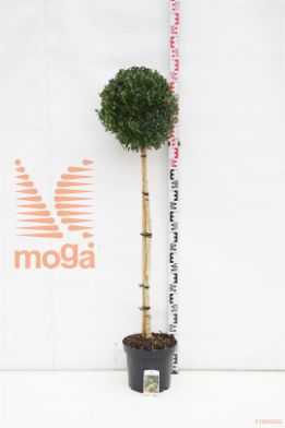 http://twentheplant.nl/tsd/89843_BUSEMPER_s090p26_1.jpg