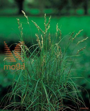 http://twentheplant.nl/tsd/78875_CAMUSKIN_8P09W_2.jpg