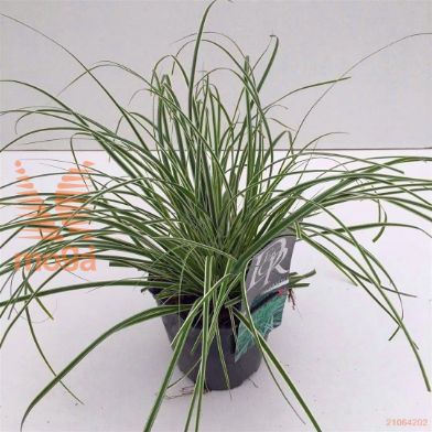 http://twentheplant.nl/tsd/57396_CAOEVERE_8P17_1.jpg