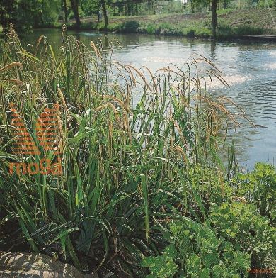 http://twentheplant.nl/tsd/78875_CAPENDUL_8P09W_2.jpg