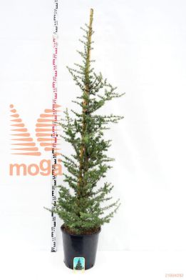 http://twentheplant.nl/tsd/54062_CELGLAUC_9C25150175_1.jpg