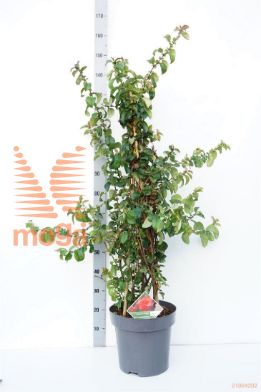 http://twentheplant.nl/tsd/81210_CHSOSTOR_9c12100125_1.jpg