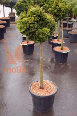 http://twentheplant.nl/tsd/54062_CHOAUROR_s090c18_1.jpg
