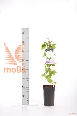 http://twentheplant.nl/tsd/90550_CLGCREAM_8PSP_1.jpg