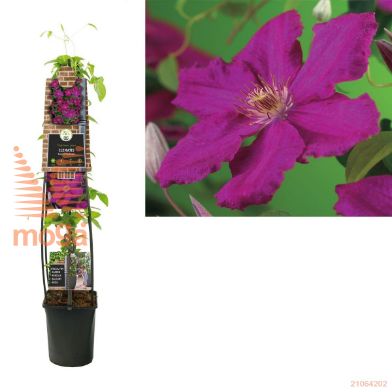 http://twentheplant.nl/tsd/90550_CLMPINK_8PSK1204ST_1.jpg