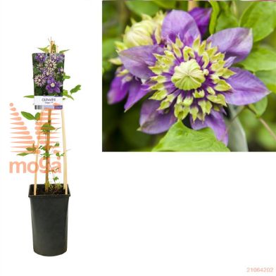 http://twentheplant.nl/tsd/90550_CLTAIGA_8PSP_1.jpg