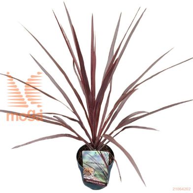 http://twentheplant.nl/tsd/82539_COABSPIR_8P17040050_1.jpg