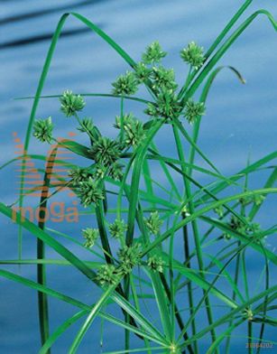 http://twentheplant.nl/tsd/78875_CYALTERN_8PVIJVERMAN_2.jpg