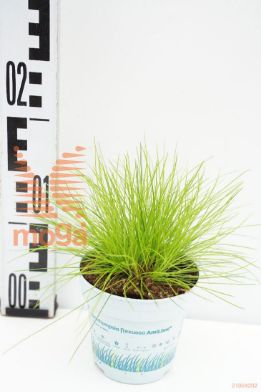 http://twentheplant.nl/tsd/51007_DEFAMILI_8P10.5_1.jpg