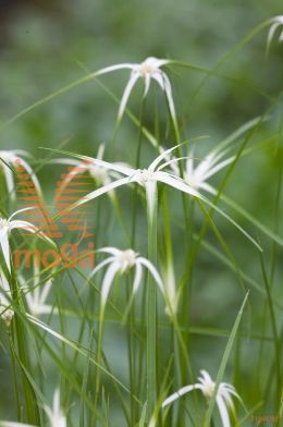 http://twentheplant.nl/tsd/78875_DICOLORA_8PVIJVERMAN_2.jpg