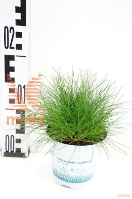 http://twentheplant.nl/tsd/51007_FEGAMIGR_8P10.5_1.jpg