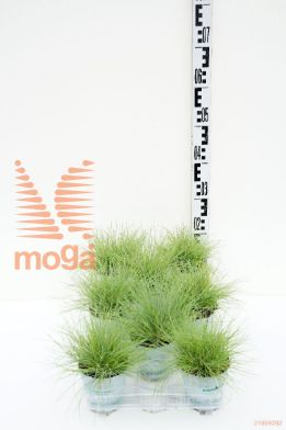 http://twentheplant.nl/tsd/51007_FEGAMIGO_8P10.5_1.jpg