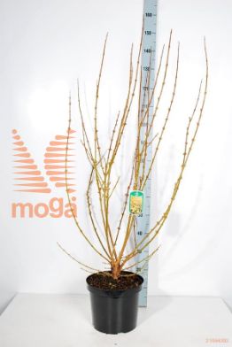 http://twentheplant.nl/tsd/54482_FOISPECT_9C10100125_2.jpg