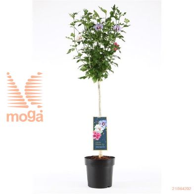 http://twentheplant.nl/tsd/86025_HISTRICO_s060p22_1.jpg