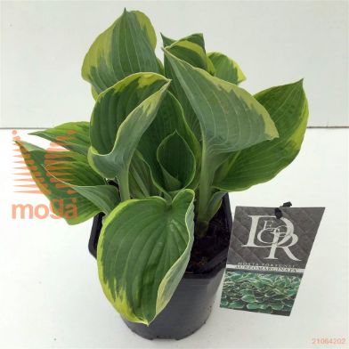 http://twentheplant.nl/tsd/57396_HOFAUREO_8P17_1.jpg