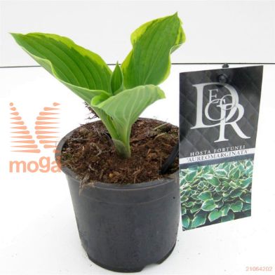 http://twentheplant.nl/tsd/57396_HOFAUREO_8P13_1.jpg