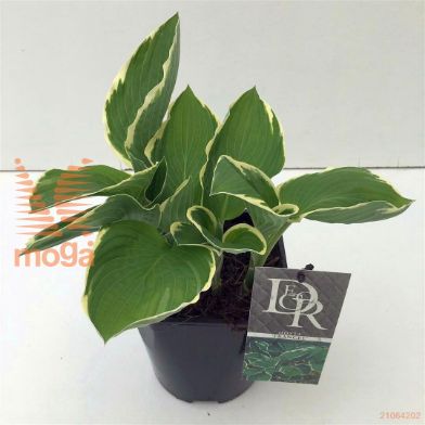 http://twentheplant.nl/tsd/57396_HOFFRANC_8P17_1.jpg