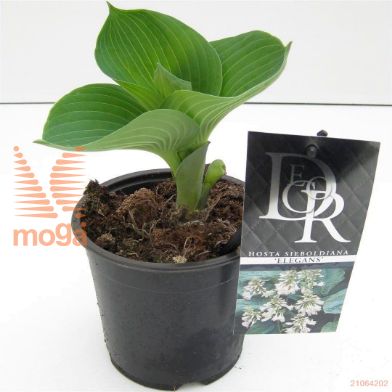 http://twentheplant.nl/tsd/57396_HOSELEGA_8P13_1.jpg
