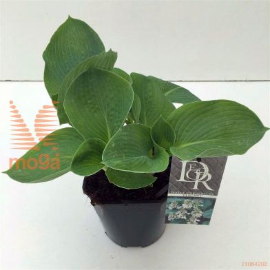 http://twentheplant.nl/tsd/57396_HOSELEGA_8P17_1.jpg