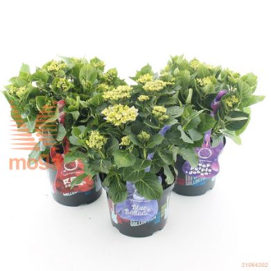 http://twentheplant.nl/tsd/71050_HYDMBBAL_8P23030040_1.jpg