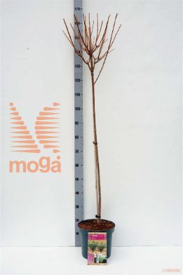 http://twentheplant.nl/tsd/73315_HYPKYUSH_S090P26_1.jpg