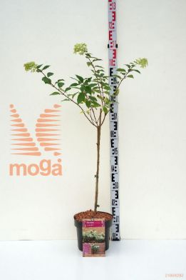 http://twentheplant.nl/tsd/73315_HYPLIMEL_s050p23_1.jpg