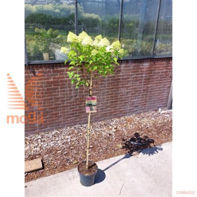 http://twentheplant.nl/tsd/73315_HYPLIMEL_S090P26_1.jpg
